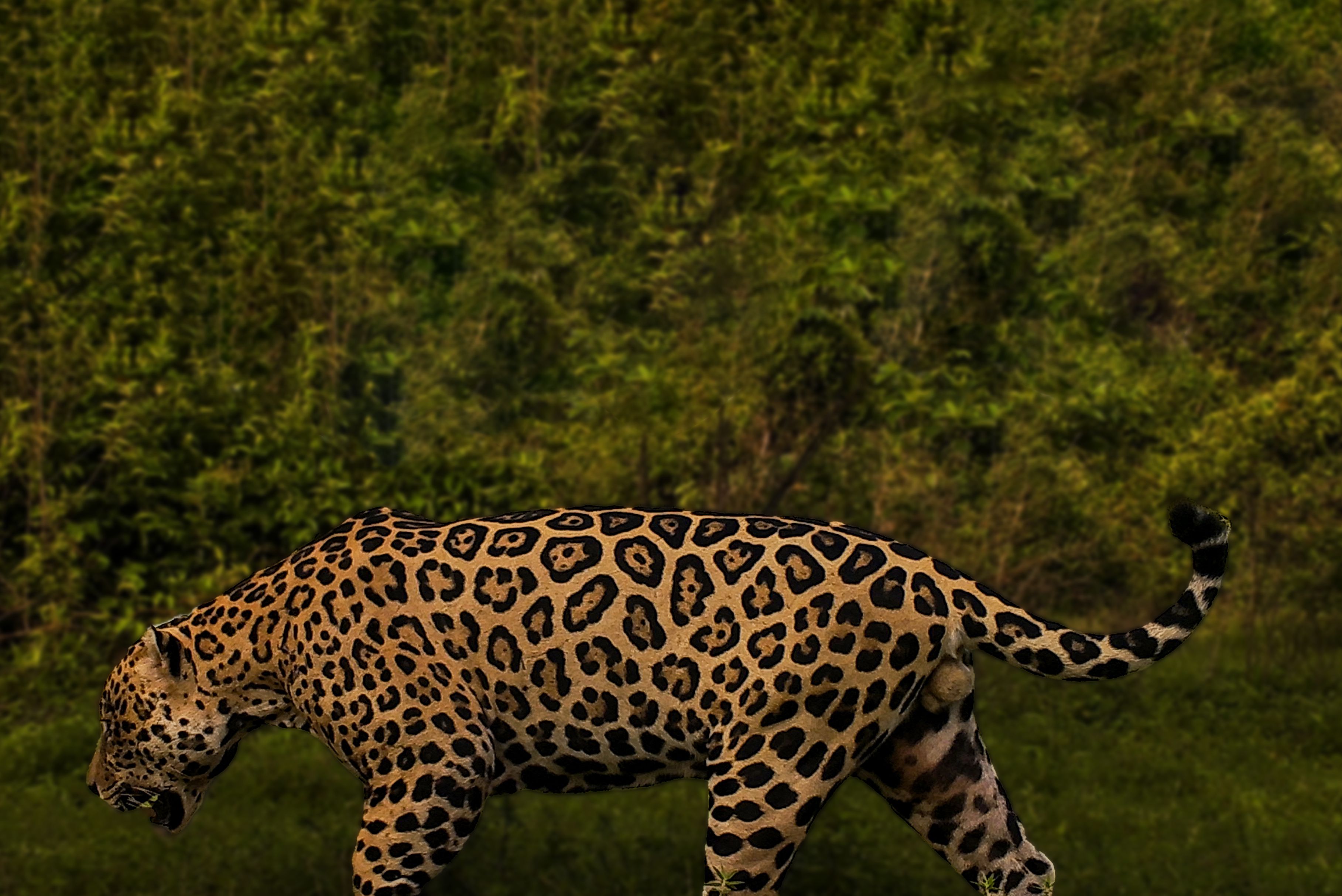 Jaguar en su hábitat natural