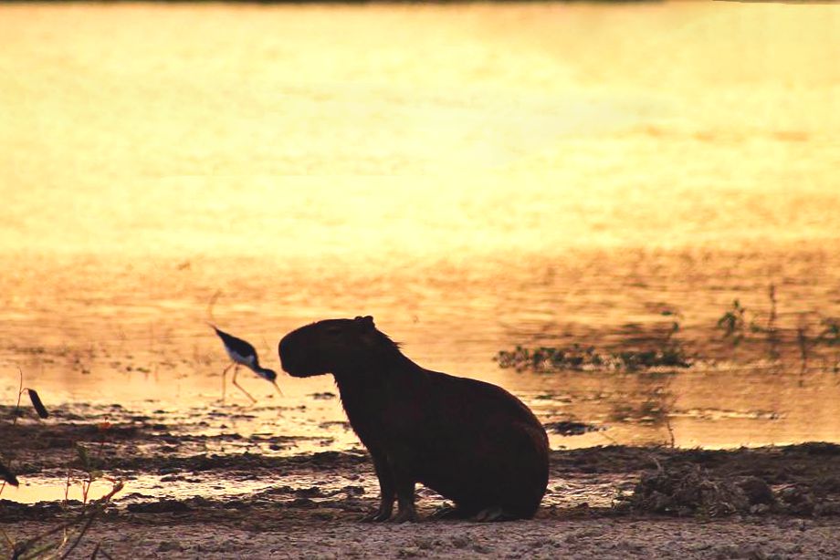 Chigüiro al atardecer